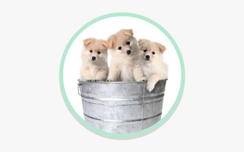 Self Service Dog Wash - Puppies, transparent png download