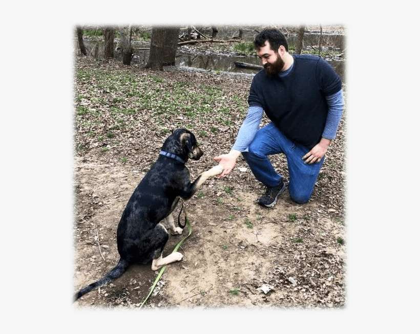 Austin Is Unbelievably Thankful For The Opportunity - Companion Dog, transparent png download