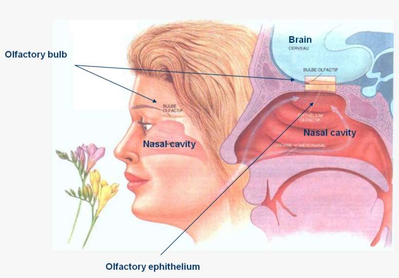 Odor - Perception[2] - Sentido Del Olfato Png, transparent png download