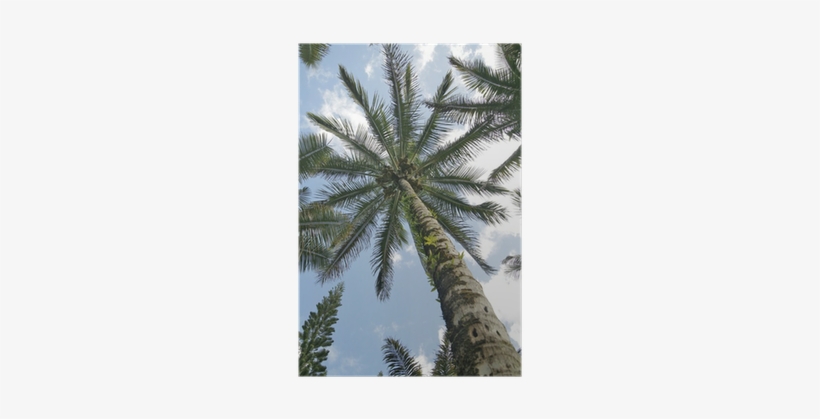Desert Palm, transparent png download