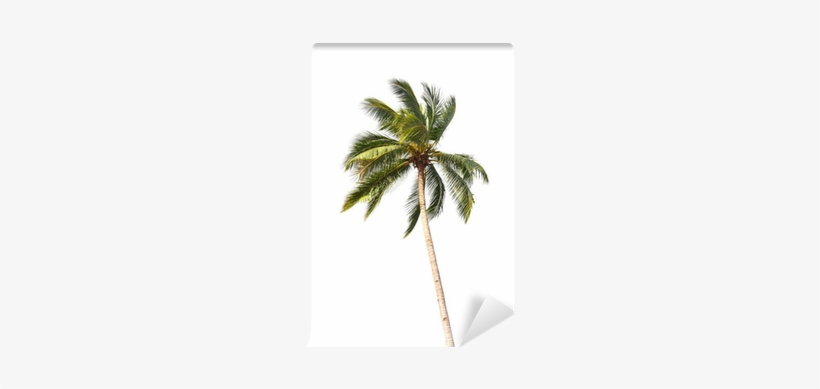 Wallmonkeys Wall Decals Wallmonkeys Coconut Tree Peel, transparent png download