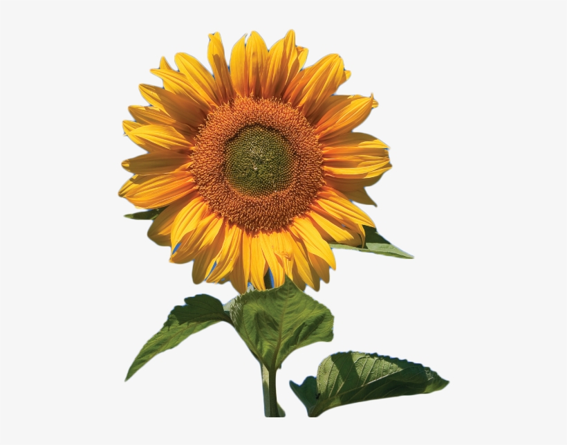 Skyscraper Giant Sunflower 50+ Seeds, transparent png download