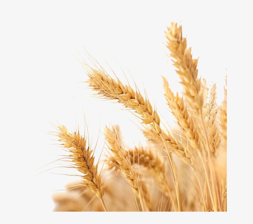 Wheat Png Image Background - Background Image For Baisakhi, transparent png download