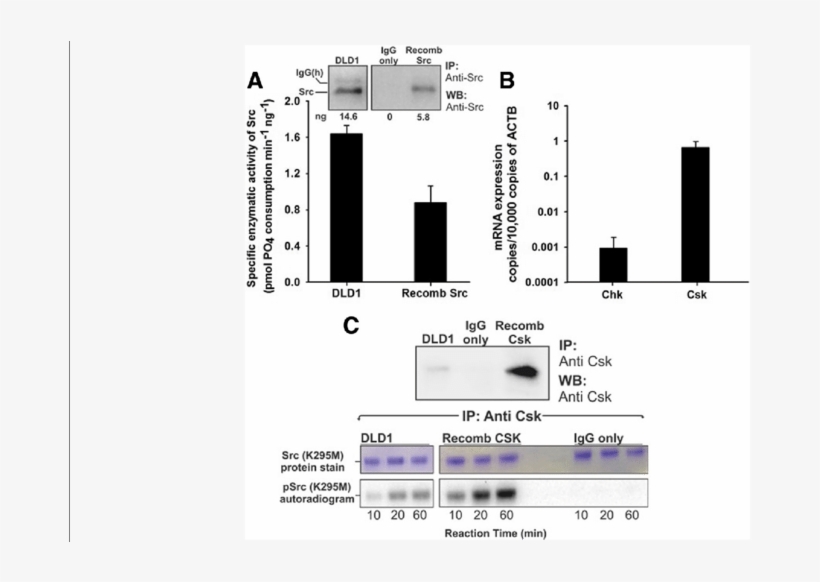 Src Is Over Activated In Dld1 Colorectal Cancer Cells - Cell, transparent png download