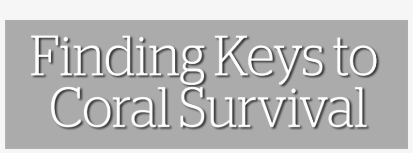 Finding Keys To Coral Survival - Calligraphy, transparent png download