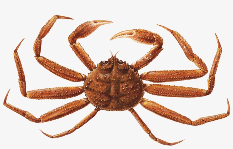 Crab - Monterey Bay Aquarium, transparent png download