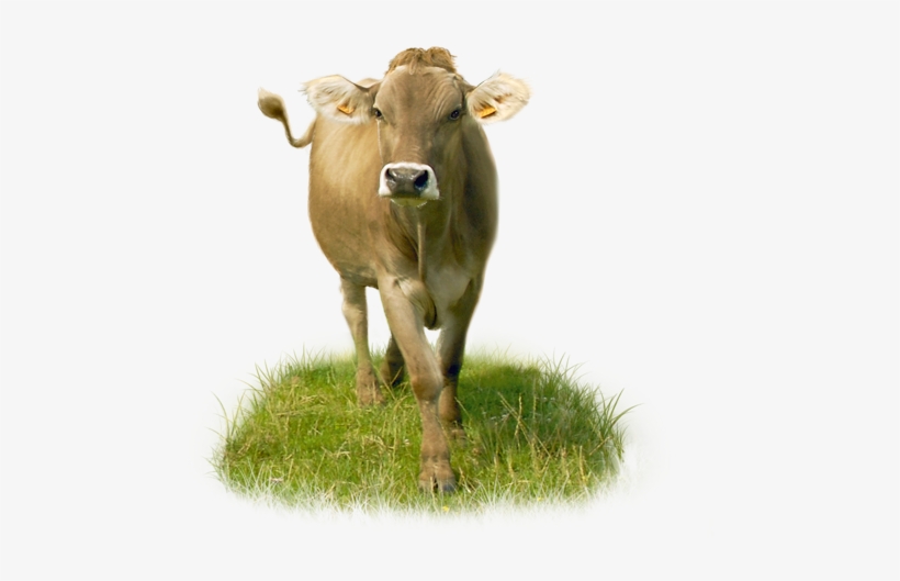 Dairy Cow Png Download Image - Epoisse Vache, transparent png download
