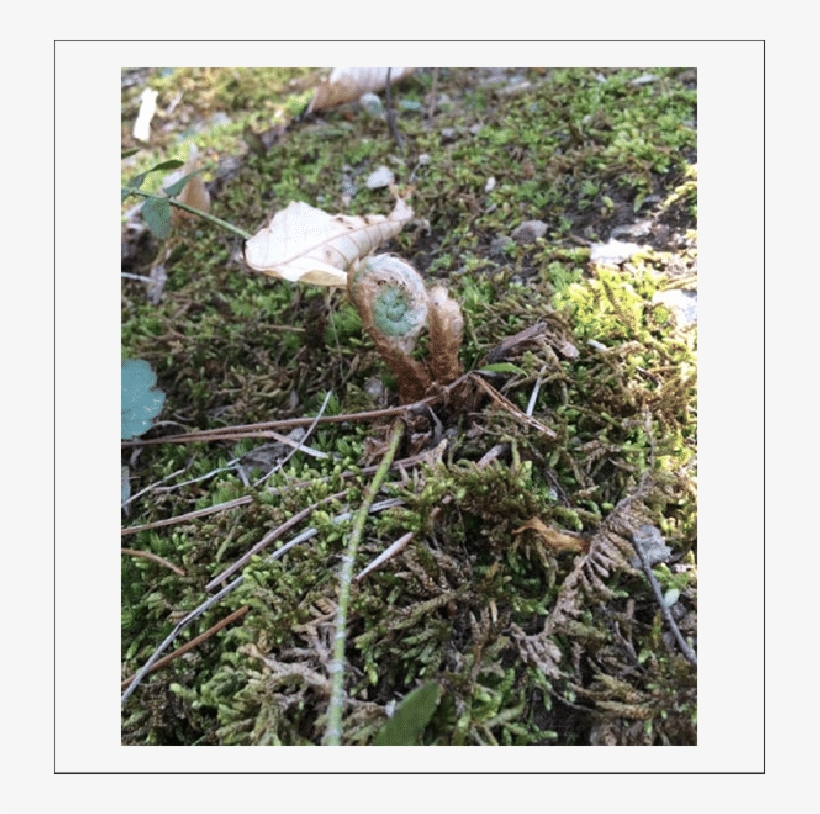 Fiddlehead - Grass, transparent png download