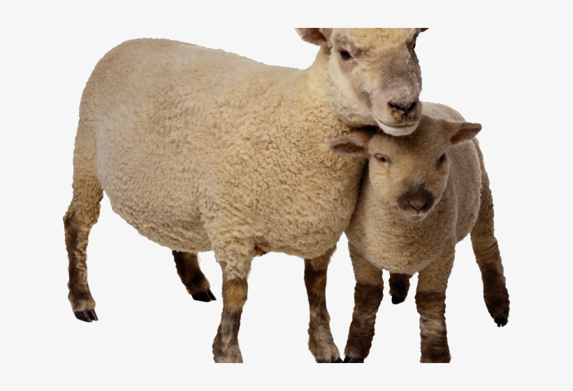 Goat Png Transparent Images - Sheep And Goat Png, transparent png download