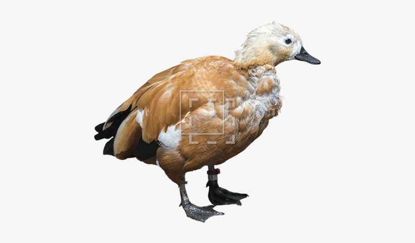 Parent Category - Duck, transparent png download