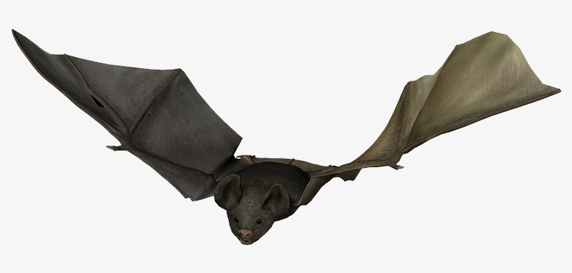 Bats - Photograph, transparent png download