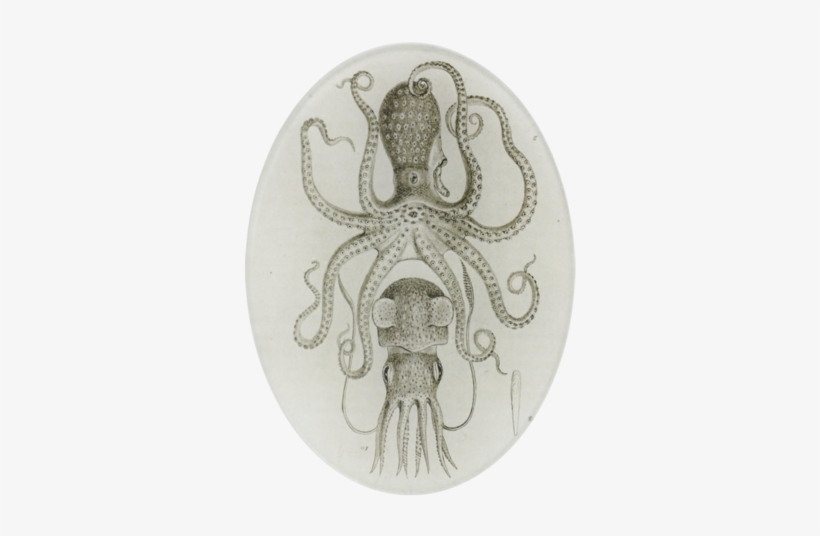Squid & Octopus Squid & Octopus - Squid & Octopus Oval Plate, transparent png download