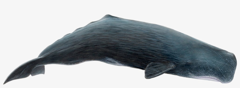 Whale Png Download Image - Sperm Whale Png, transparent png download
