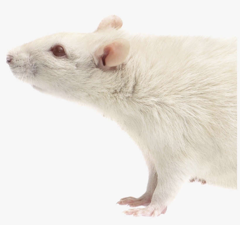 Rat Download Transparent Png Image - Portable Network Graphics, transparent png download