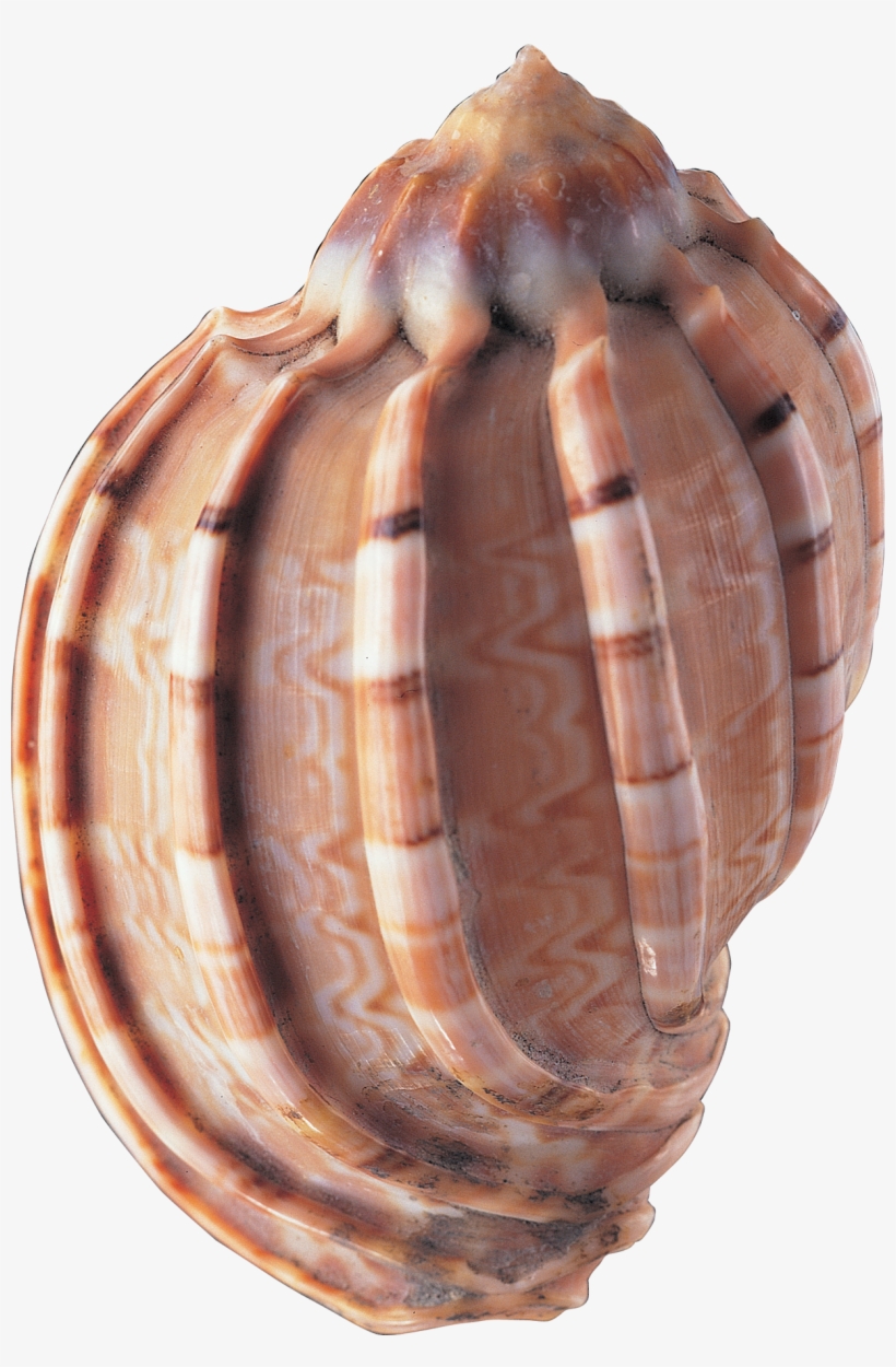 Seashell Png - Sea Shells PNG Image | Transparent PNG Free Download on ...