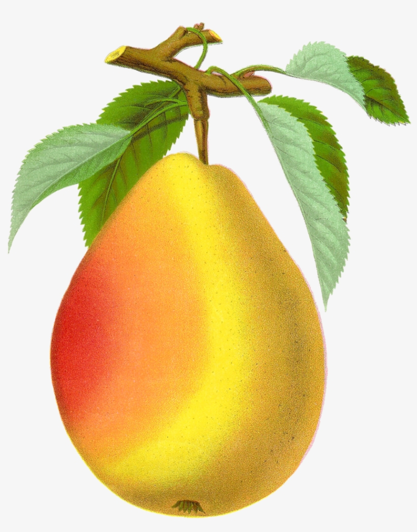 Pear Transparent Png - Vintage Pear Png, transparent png download