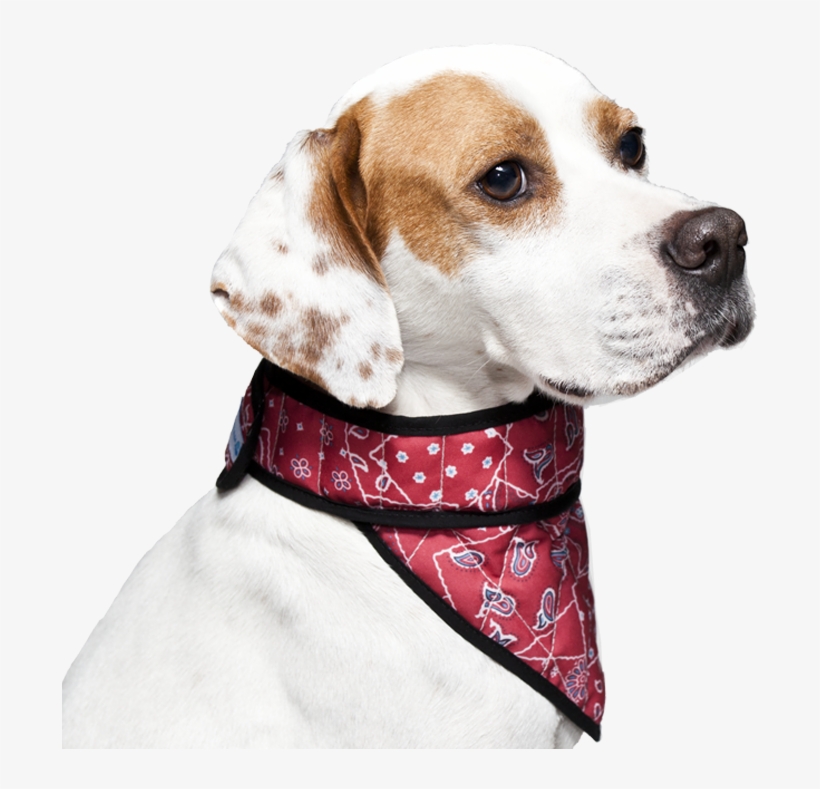 Be - Cooling Bandana Dog, transparent png download