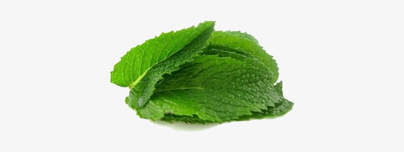 Coolest Bhagat Singh Photos Free Download Mint Transparent - Minty Smell, transparent png download