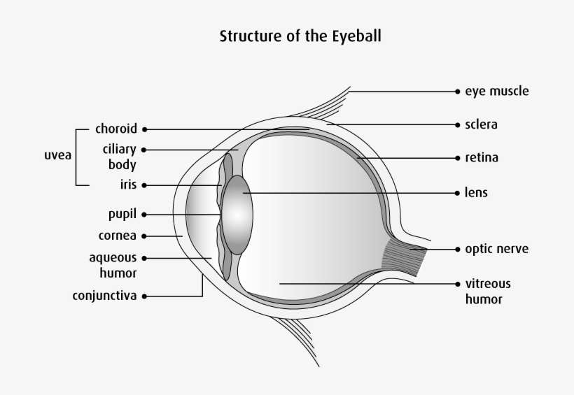 Cells In The Eye Sometimes Change And No Longer Grow - Eye, transparent png download