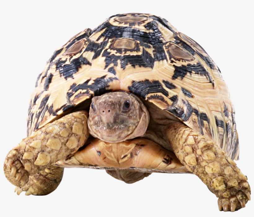 Download - Turtles Png, transparent png download