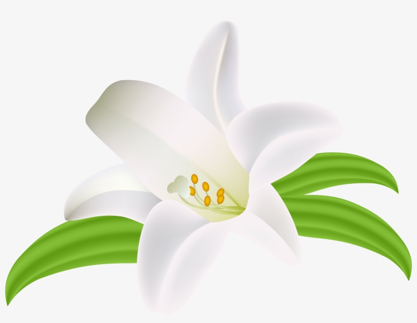 Lilium Flower Png Clipart Image - Lilium Flowers Clipart Png, transparent png download