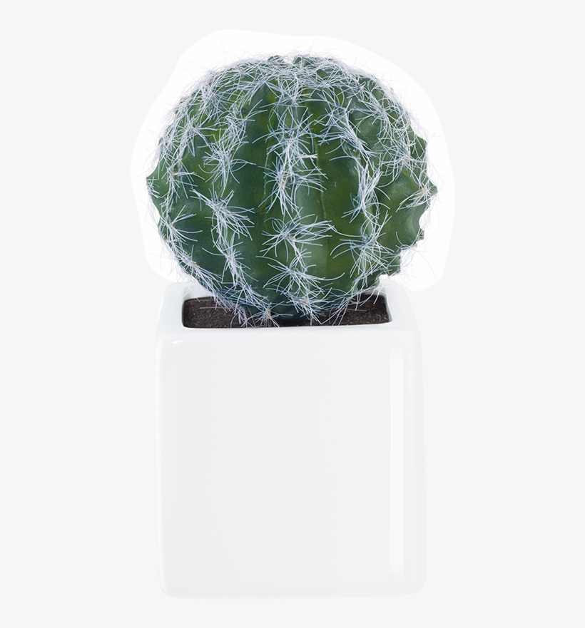 Deko 11671000 Succulent - Asa-selection Deko Succulent, transparent png download