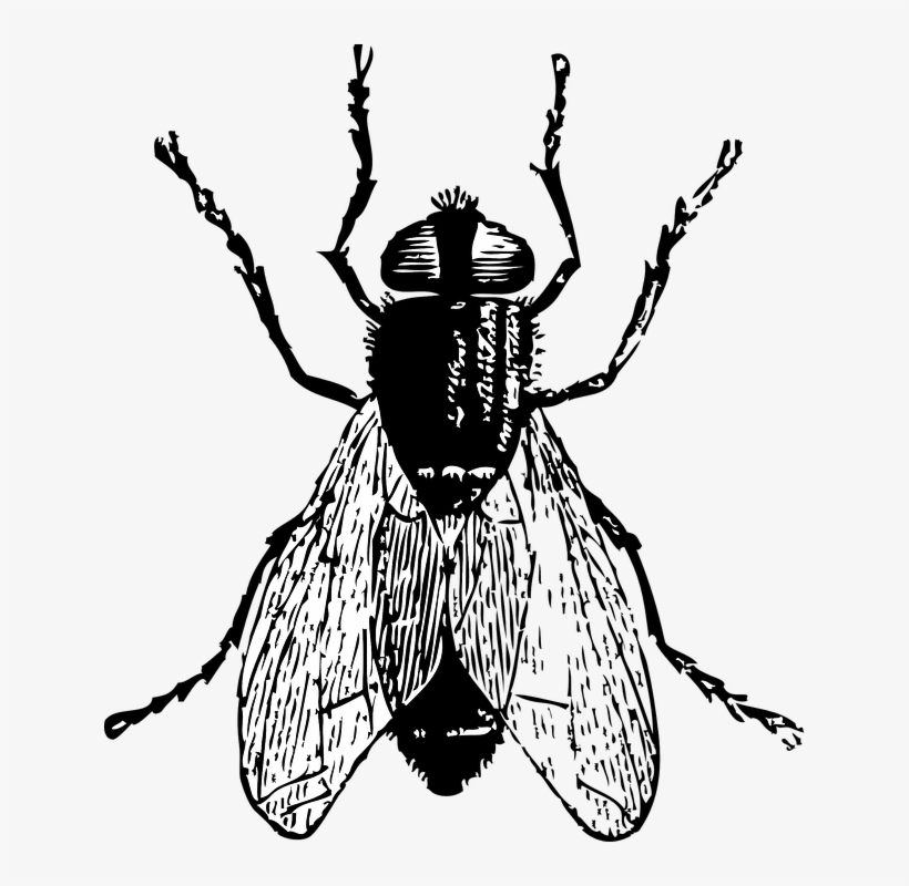 Picture Black And White Stock Bugs Drawing Detailed - Fly Clip Art, transparent png download