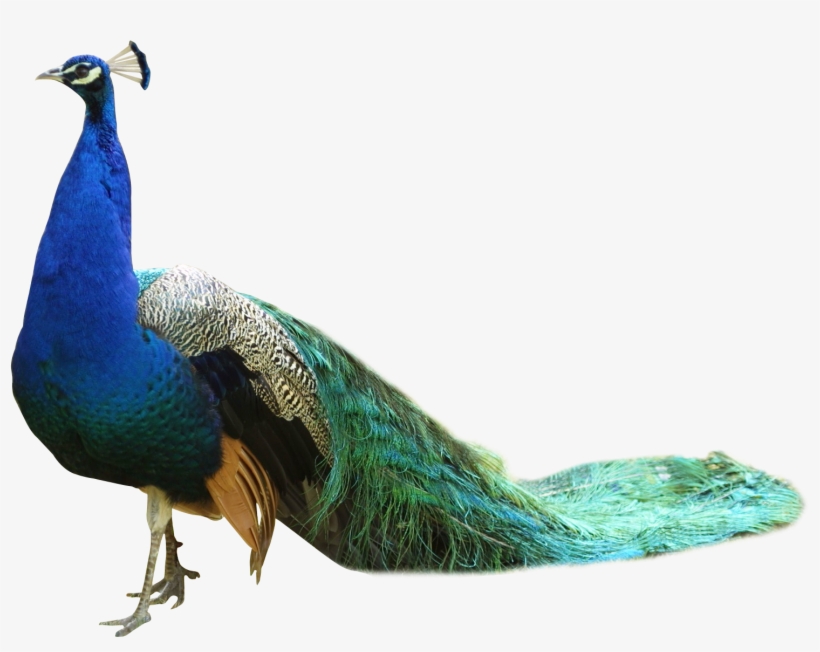 Alexa Warren Images, , Fuy - Peacock Png, transparent png download