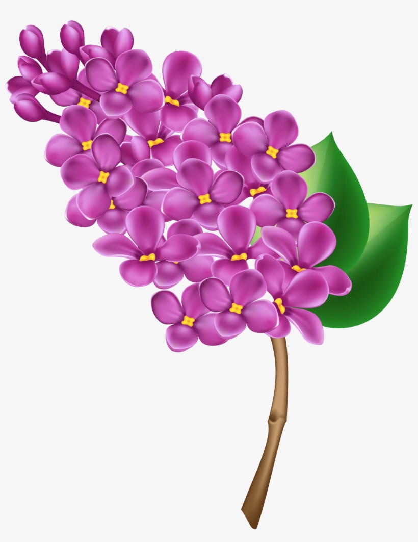 Clip Black And White Stock Png Clip Art Image Gallery - Lilac Clipart, transparent png download