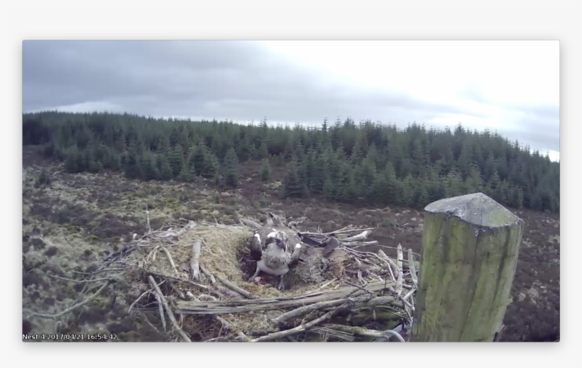 First 2017 Egg For Nest - Forest, transparent png download