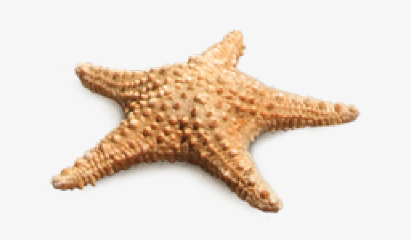 Starfish Png Transparent Images - Starfish Images Png, transparent png download