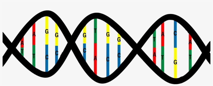 Dna Base Pair Mutation Nucleic Acid Structure Thymine - Base Pairs Dna Png, transparent png download
