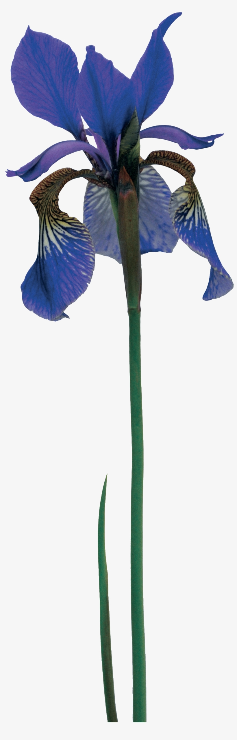 Hand Painted Noble Purple Flowers Png Transparent - Pink Quill, transparent png download