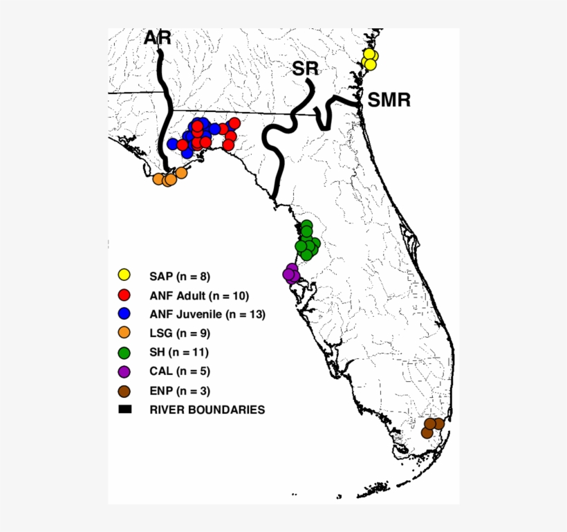 Sampling Of Crotalus Adamanteus For Venom Pools - Eastern Diamondback Rattlesnake, transparent png download