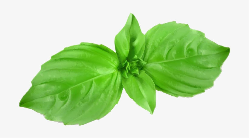 banner free download herb mint royalty free cartoon basil png png image transparent png free download on seekpng banner free download herb mint royalty