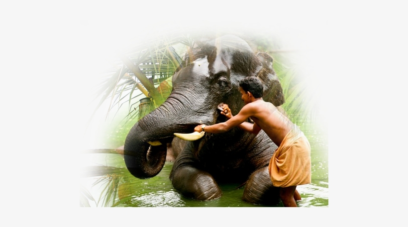 Elephant - Indian Elephant, transparent png download