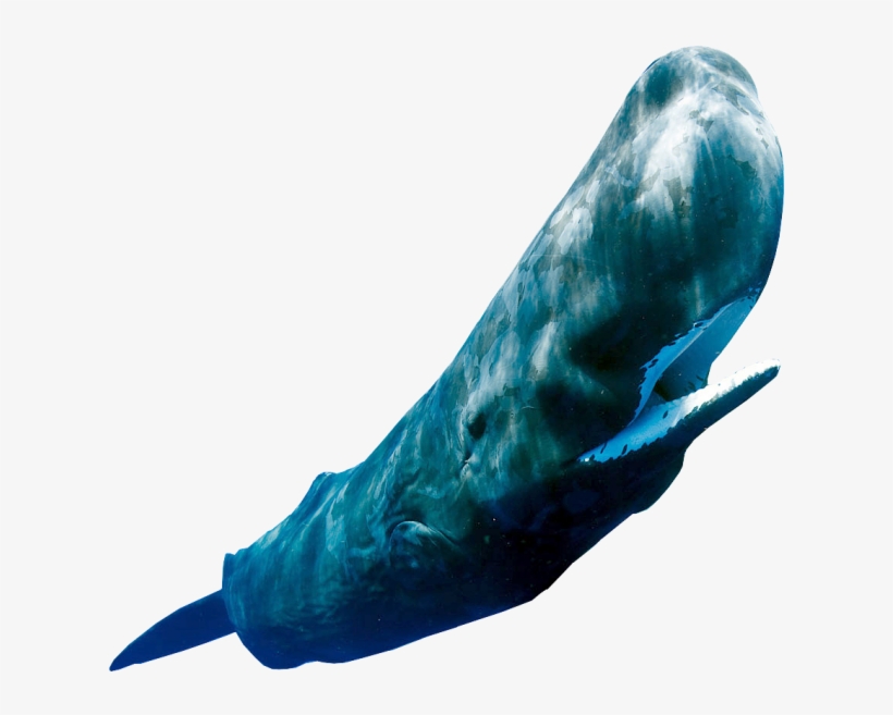 Sperm Whale Png - Grey Whale, transparent png download