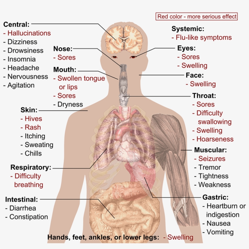 Hydromorphone Long Term Effect - Tramadol Effects, transparent png download