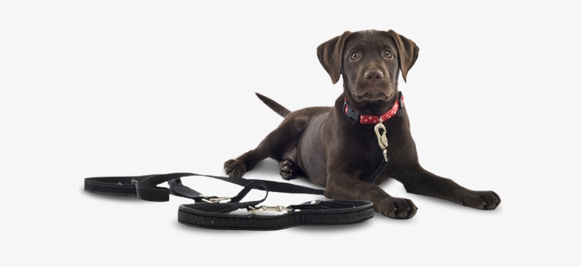 Black Dog - The Black Dog Tavern, transparent png download