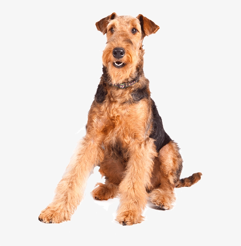 Image Source - Welsh Terrier Png, transparent png download