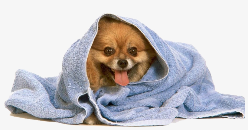 April Fool's Day Card, transparent png download