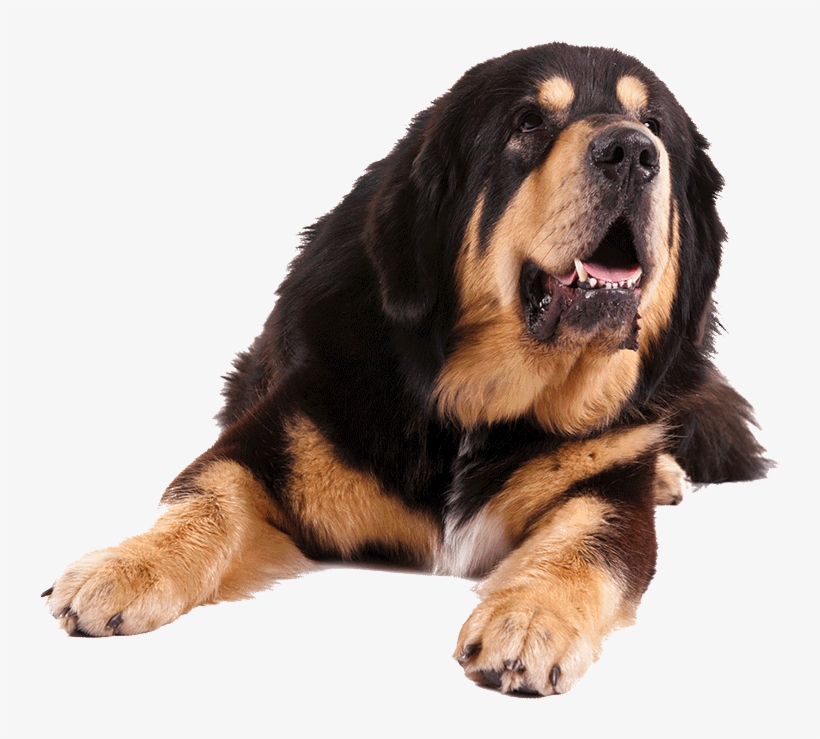 Go To Image - Tibetan Mastiff Png, transparent png download