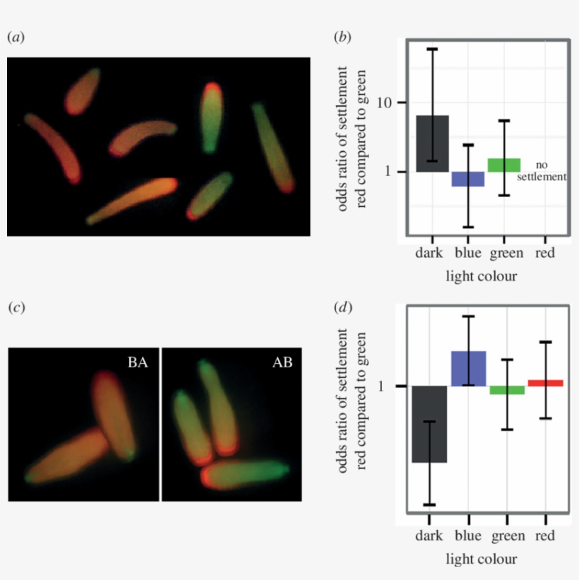 Larval Settlement Between Colour Morphs In Different - Coral Larvae Aposymbiotic, transparent png download