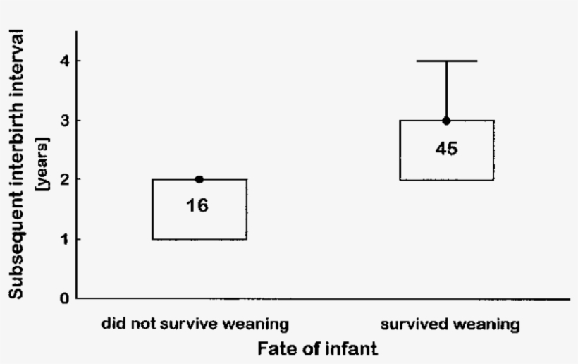 Median Length Of The Subsequent Interbirth Interval - Diagram, transparent png download