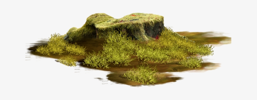 Treestump Stump Ground Groundcover Terrieasterly - Tube Verdure En Png, transparent png download