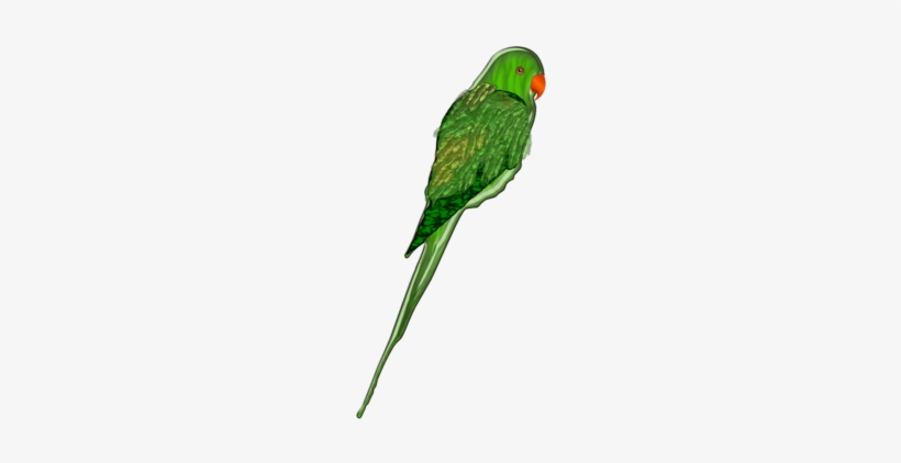 Parrot - Зеленые Попугаи Рисунок, transparent png download