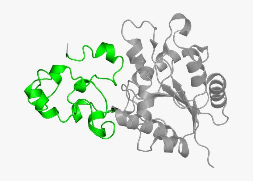 <div Class='caption-body'>1 Copy Of Pfam Domain - Illustration, transparent png download