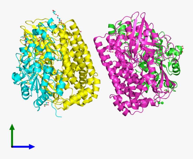 Pdb 4upv Coloured By Chain And Viewed From The Front, transparent png download