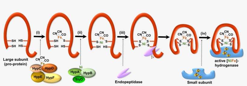 Working Model For Maturation Of The Large Subunit Pro - Diagram, transparent png download