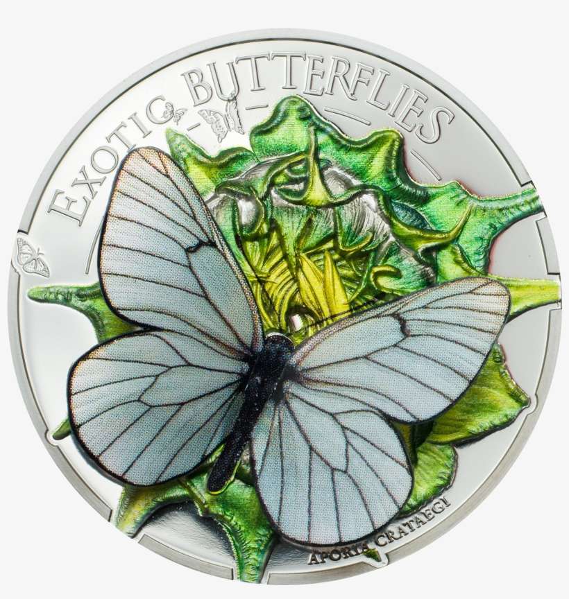 Butterflies In 3d - Black-veined White, transparent png download